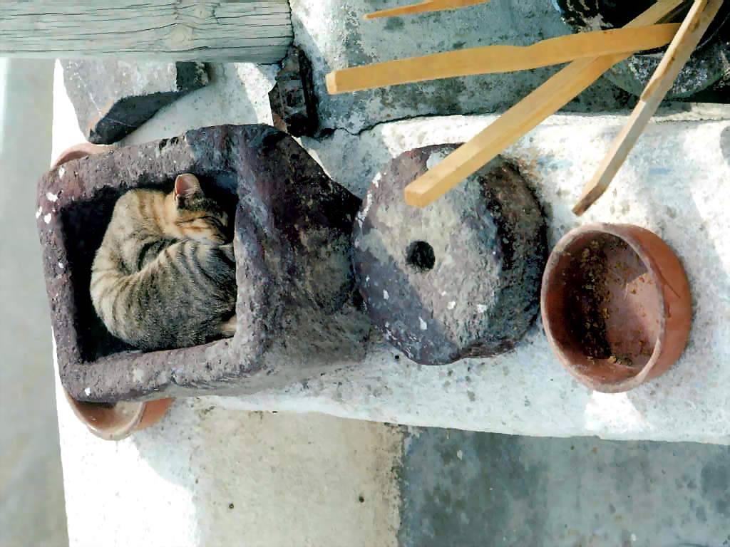 Gatti (176)
